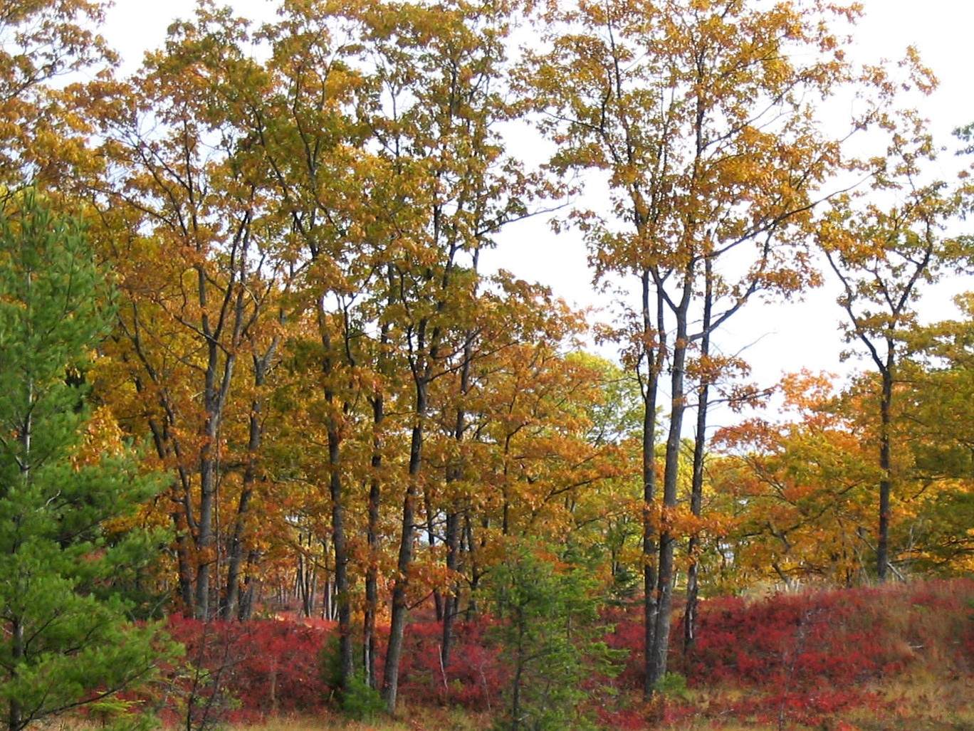 Solve Dressed for Autumn (along US 23 in Michigan) jigsaw puzzle