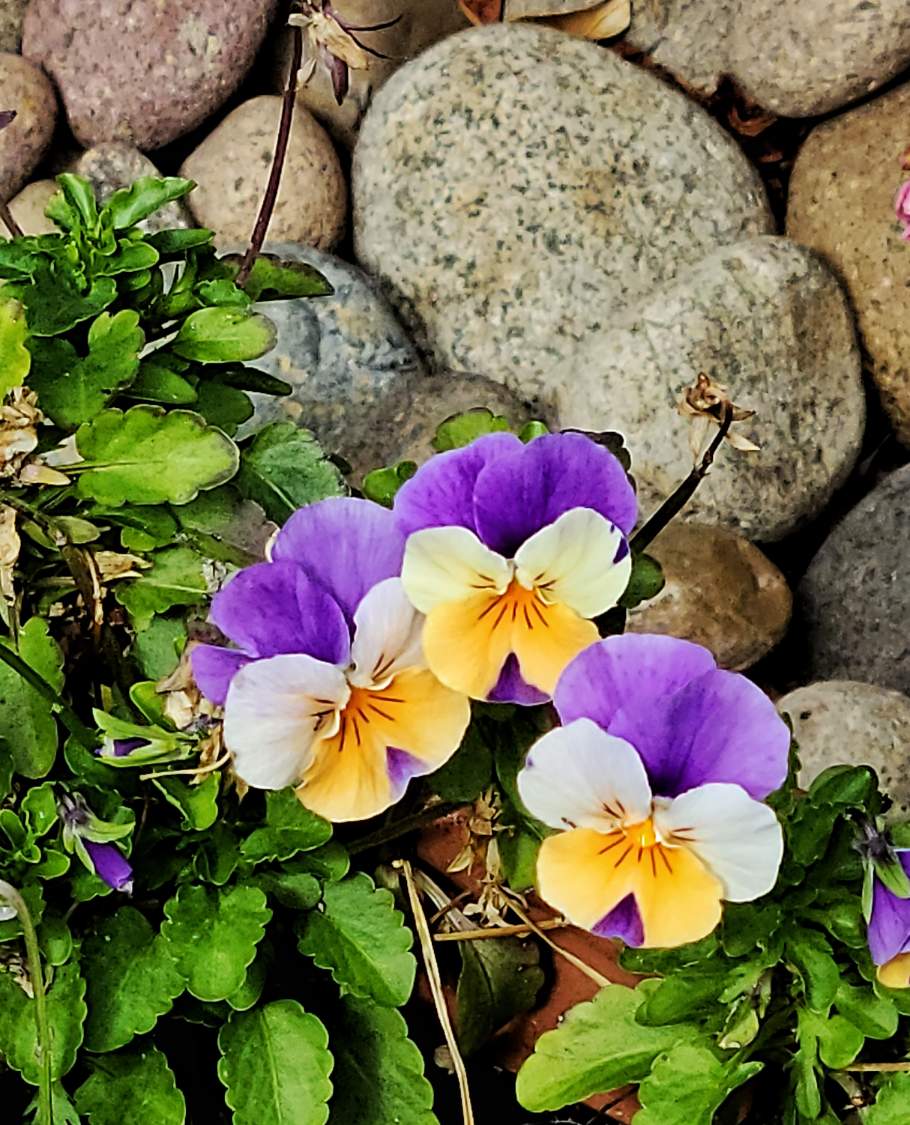 Solve Violas and Garden Rocks jigsaw puzzle online with 72 pieces