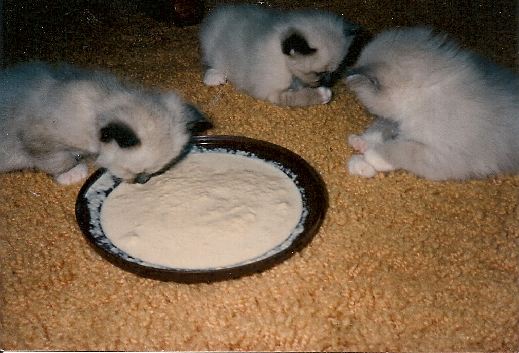 Solve Daisy's kittens, two seal point and one blue point eating their