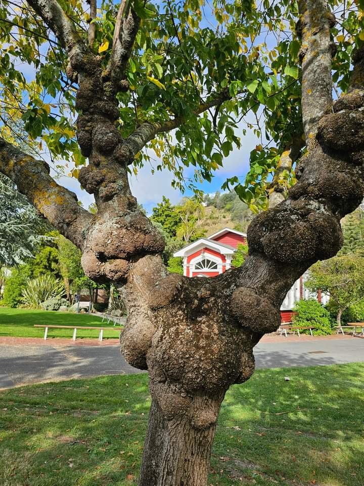 Solve Arthritic tree. My hands are getting like this jigsaw puzzle