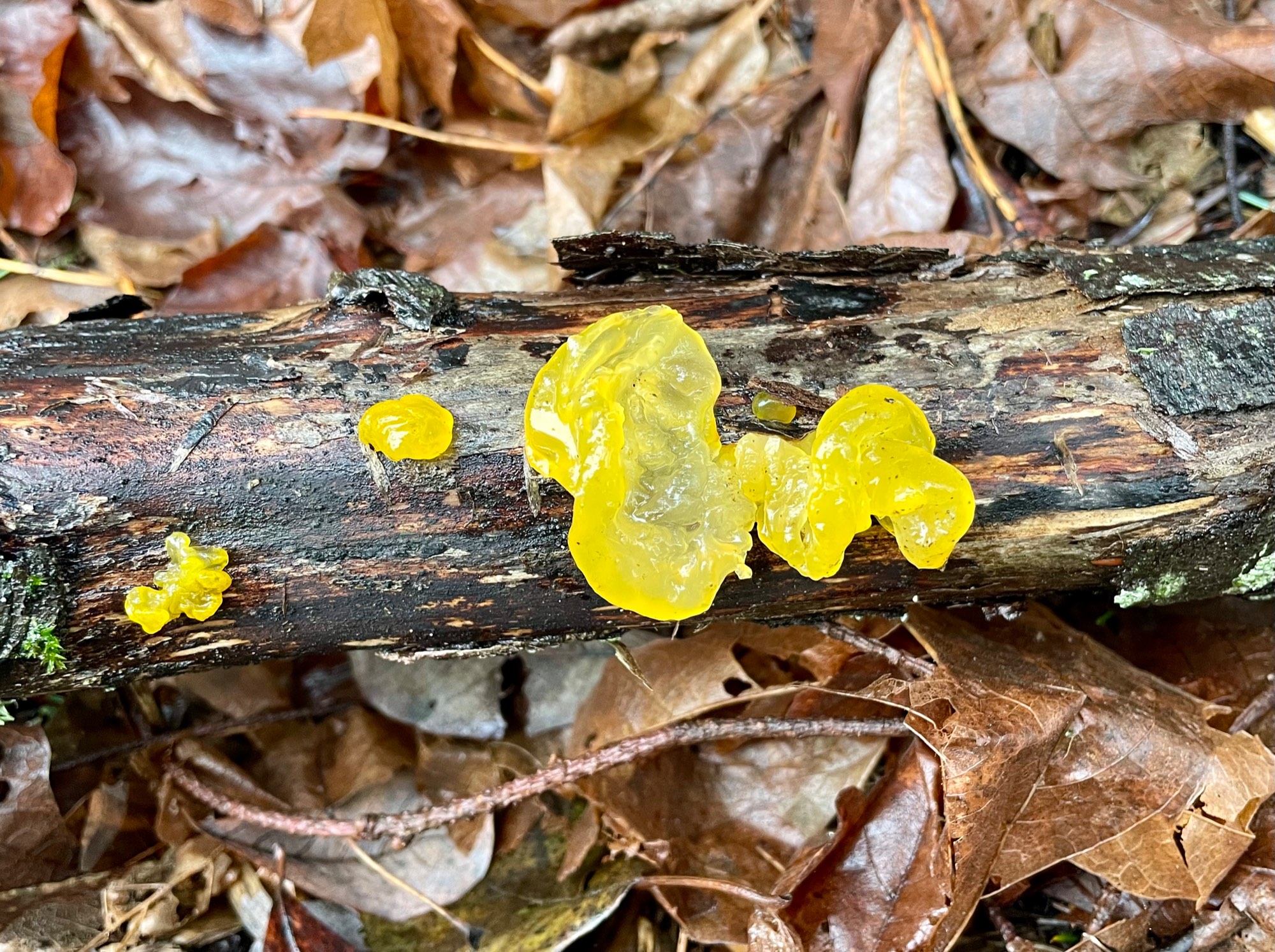 Solve Tremella (genus of fungi) Orange Jelly aka Witches Butter jigsaw