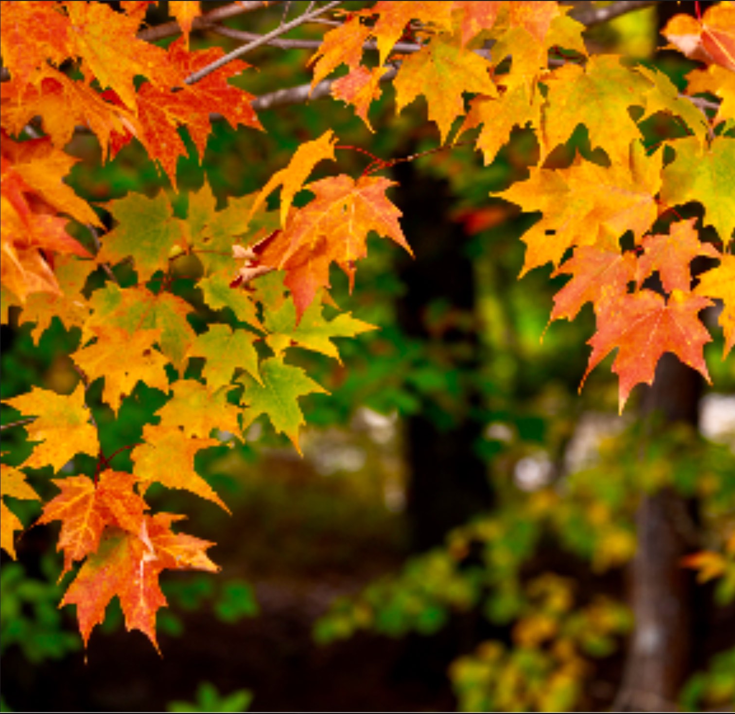 Solve π Autumn Leaves π jigsaw puzzle online with 72 pieces