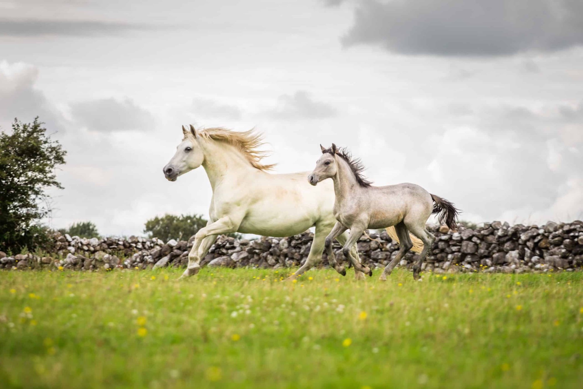 Jigsaw Puzzle 77 pieces paarden Jigidi Jigsaw Puzzle 77 pieces paarden Jigidi