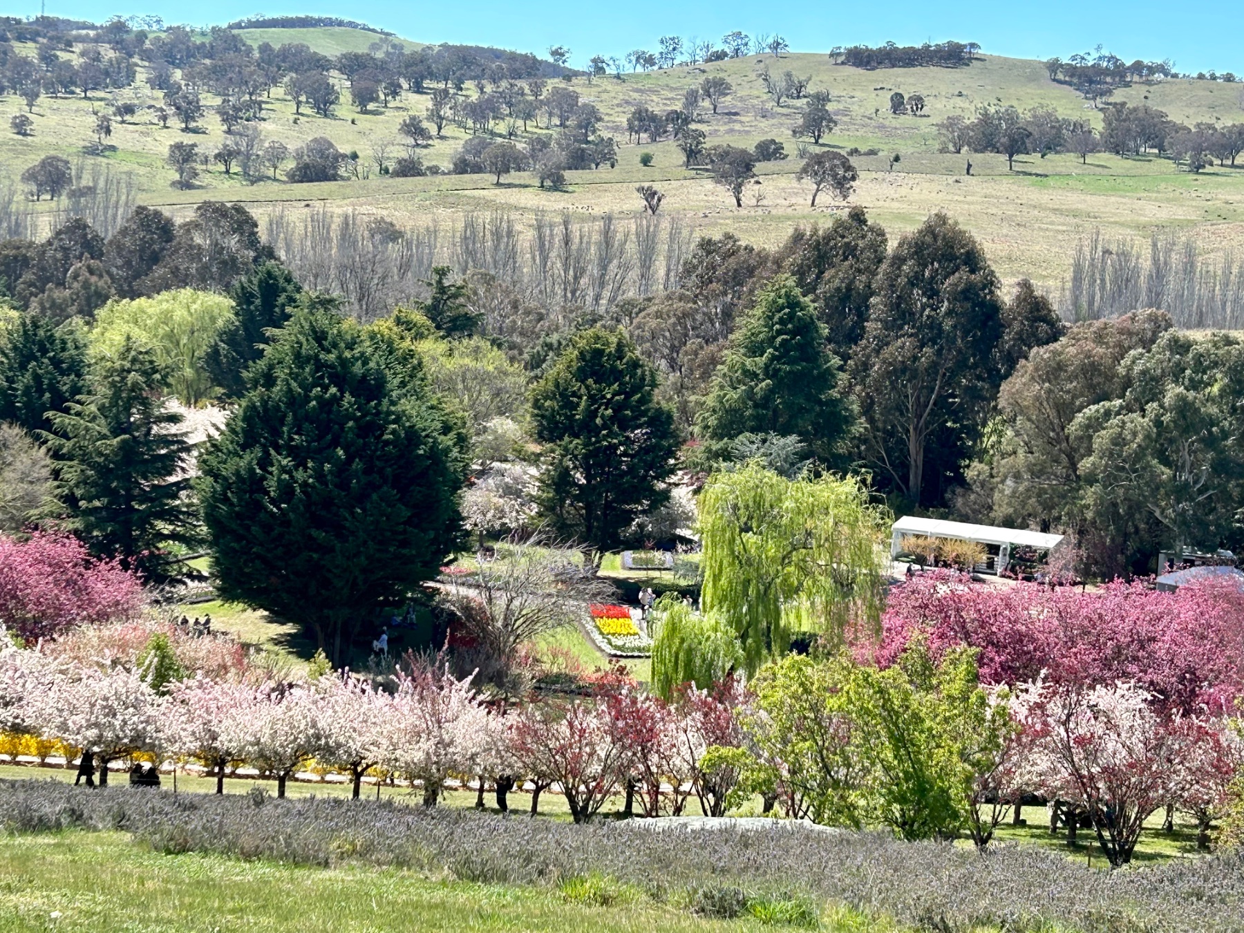 Solve View of Tulip Top Gardens and Surrounding Countryside, Canberra