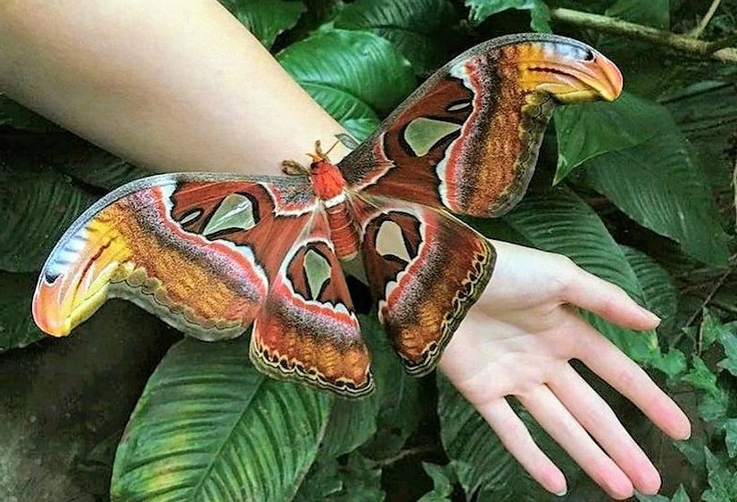 Solve Atlas moth, largest moth species in the world jigsaw puzzle online with 40 pieces
