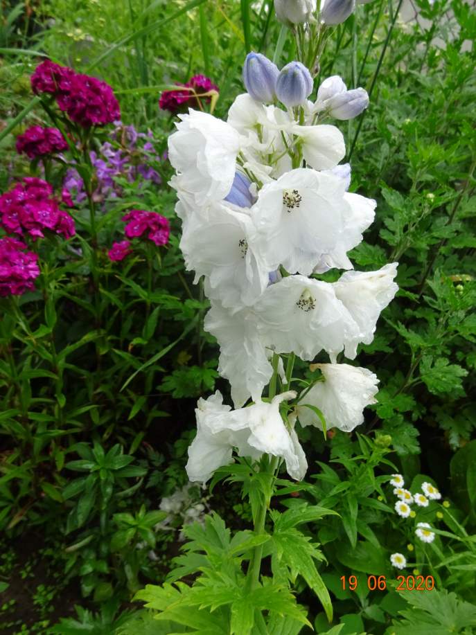Solve Delphinium elatum ´Excalibur´ ™ - stračka vyvýšená (ostrožka ...