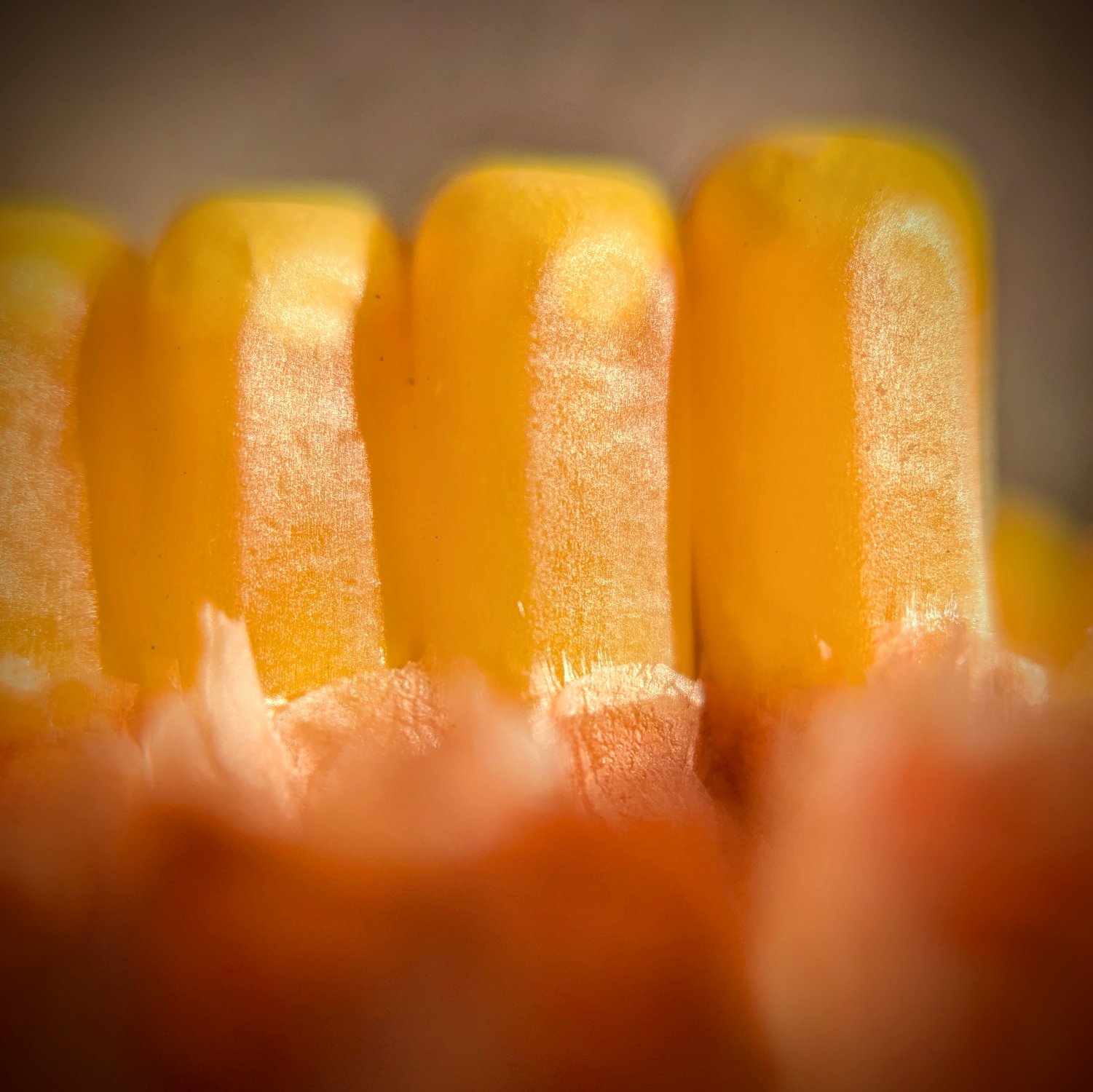 Solve Kernels of Truth jigsaw puzzle online with 100 pieces