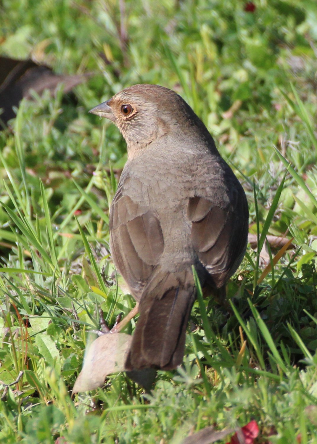 Solve California Towhee at Lake Hodges, San Diego, California jigsaw ...