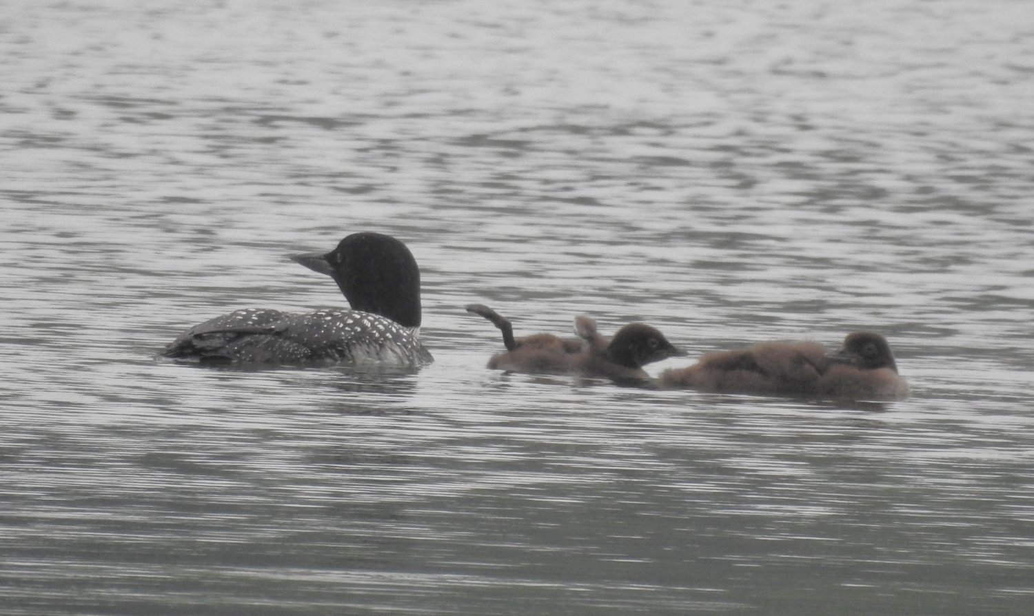 Jigsaw puzzle 15 pieces loon with babies learning to swim jigidi