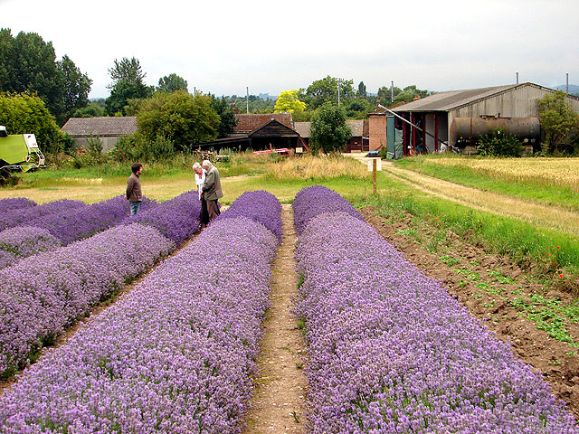 Solve Hitchin Lavender, Cadwell Farm, Ickleford, Hertfordshire. Photo