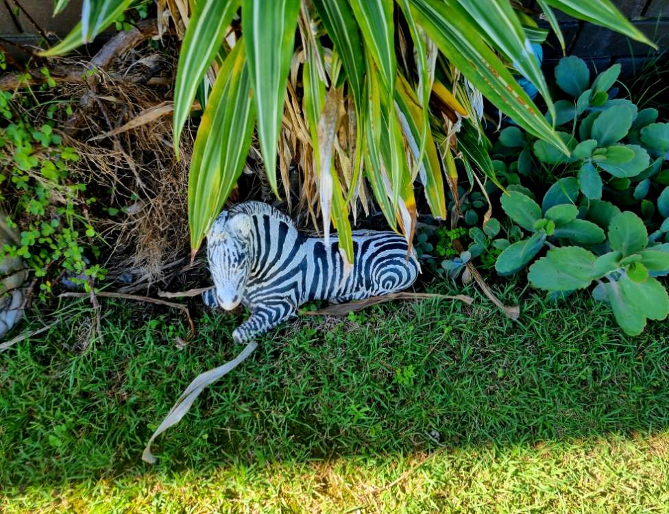 Solve Zebra jigsaw puzzle online with 12 pieces