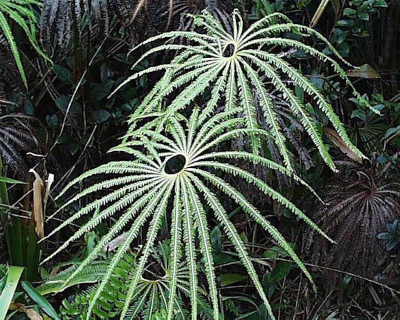 Solve Matonia pectinata. An unusual rare fern native to Malaysia ...
