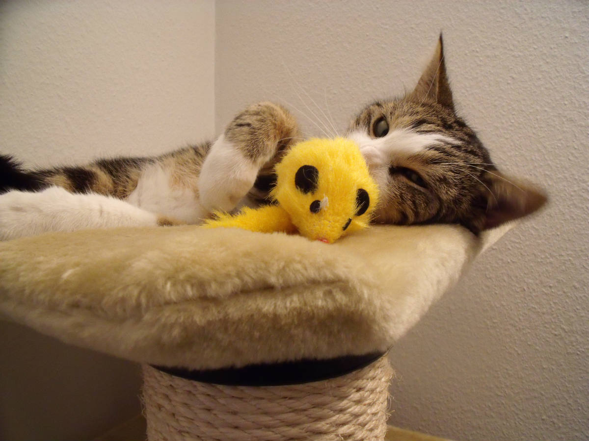 SolveGismo did the same on Leika's cat tree jigsaw puzzle online