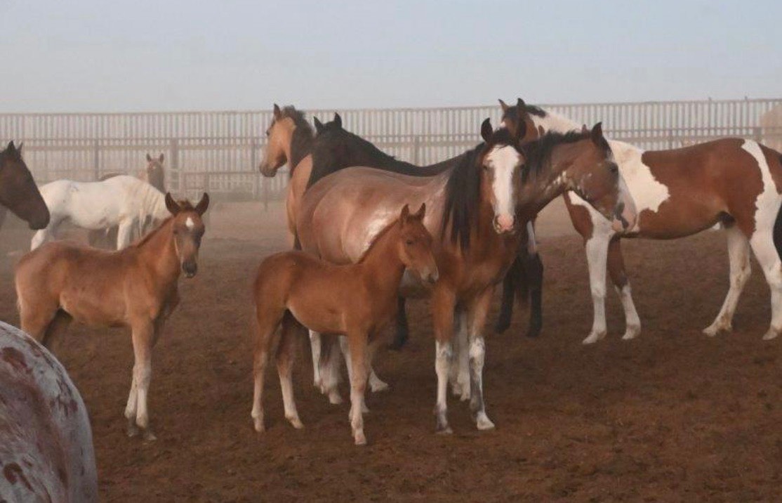  Foto zu Solve paarden jigsaw puzzle online with 54 pieces 