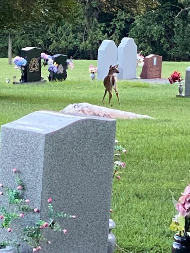 Solve Deer with headstones jigsaw puzzle online with 20 pieces