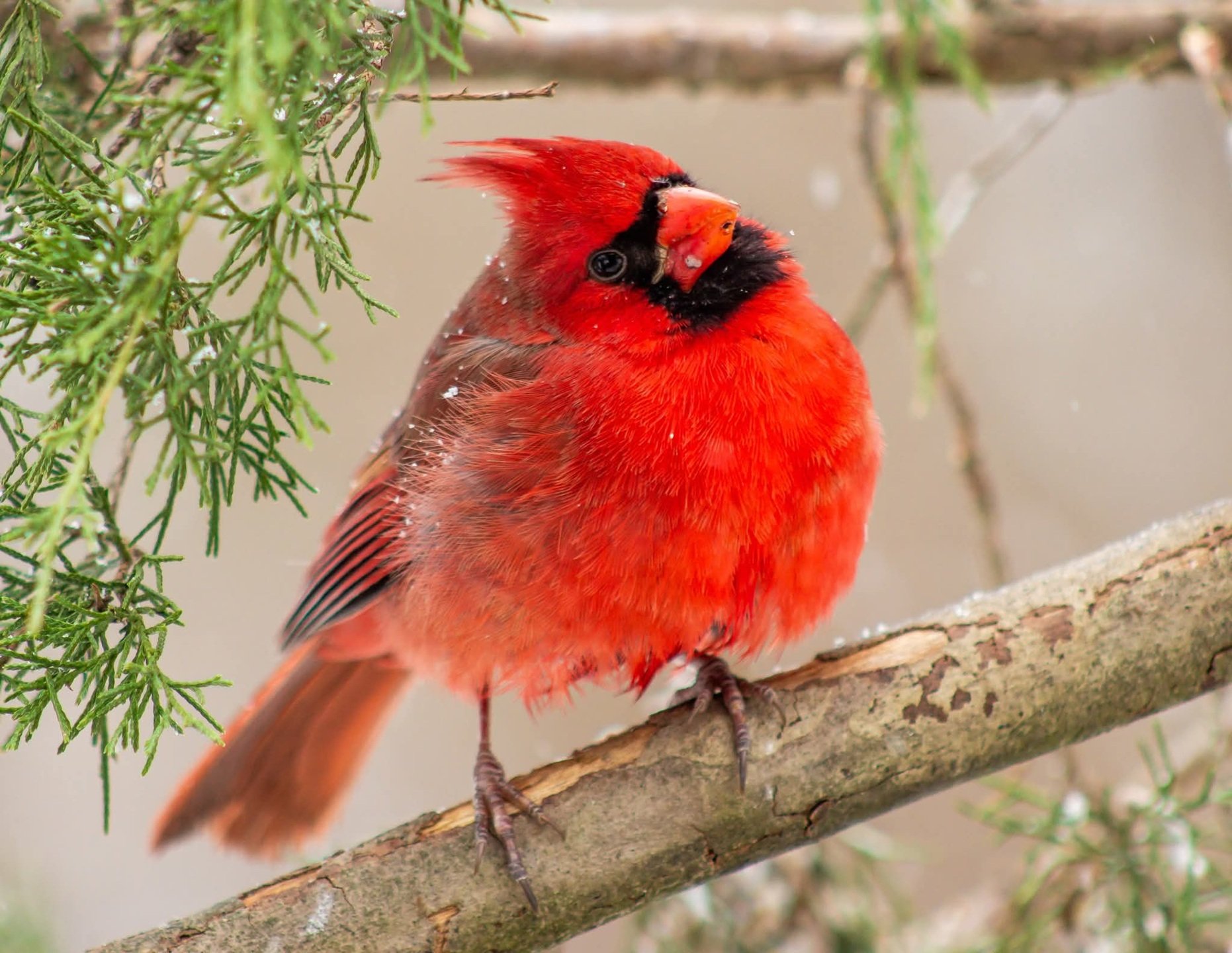 Jigsaw Puzzle | 204 pieces | Cardinal, male (Appalachian Birds) large ...