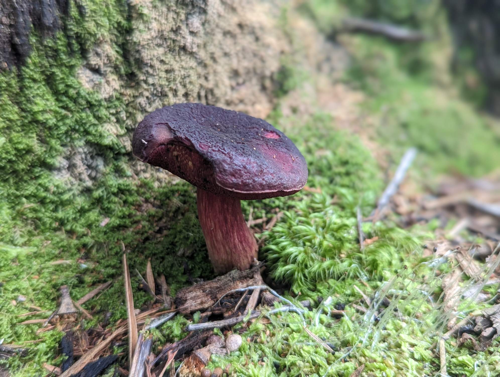 Savanna Fungi: A Vital Piece Of The Ecosystem Puzzle - vaxmpsf