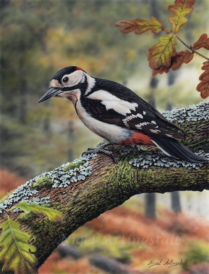 Solve Great Spotted Woodpecker jigsaw puzzle online with 88 pieces