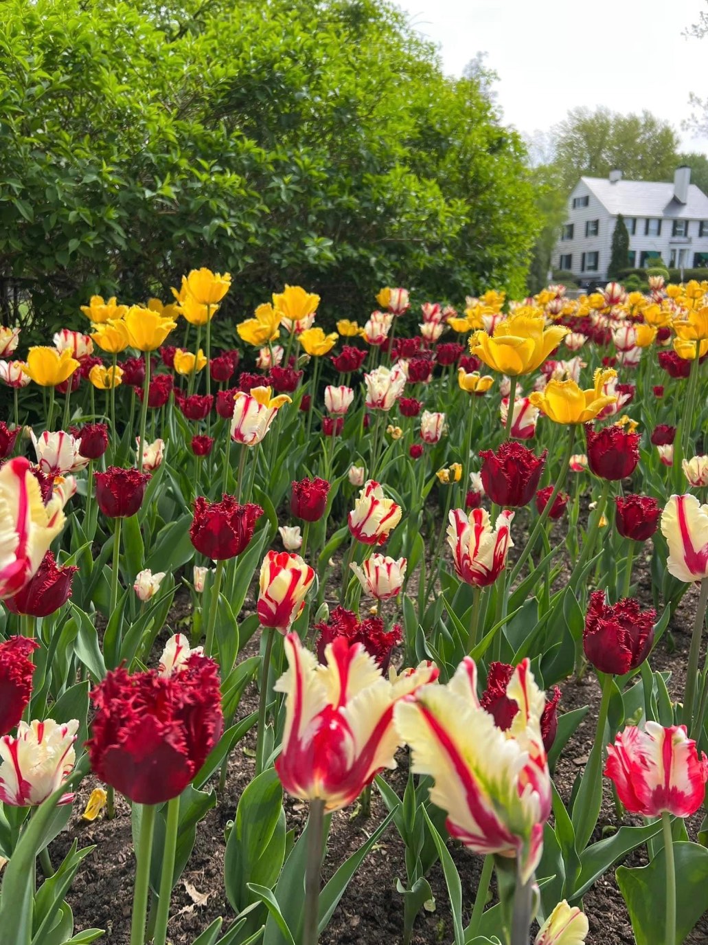 Solve Ottawa Tulip Festival jigsaw puzzle online with 99 pieces