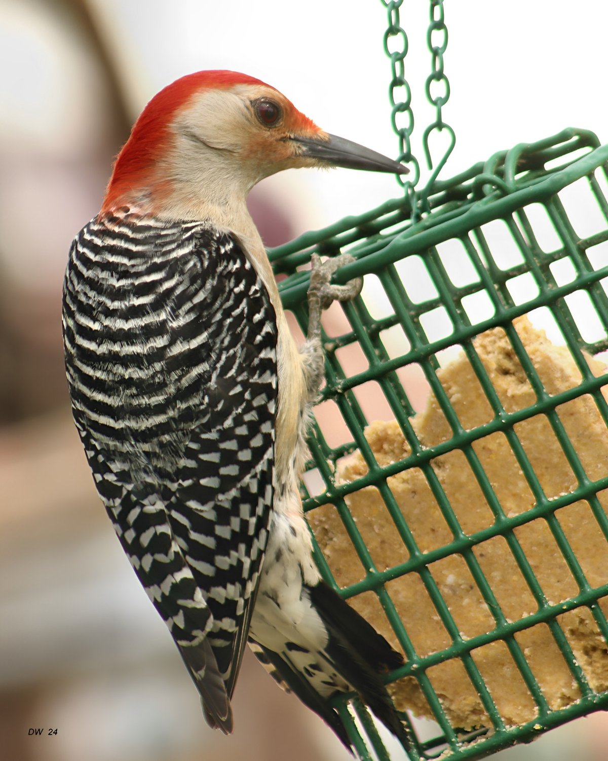 Solve Woodpecker jigsaw puzzle online with 180 pieces
