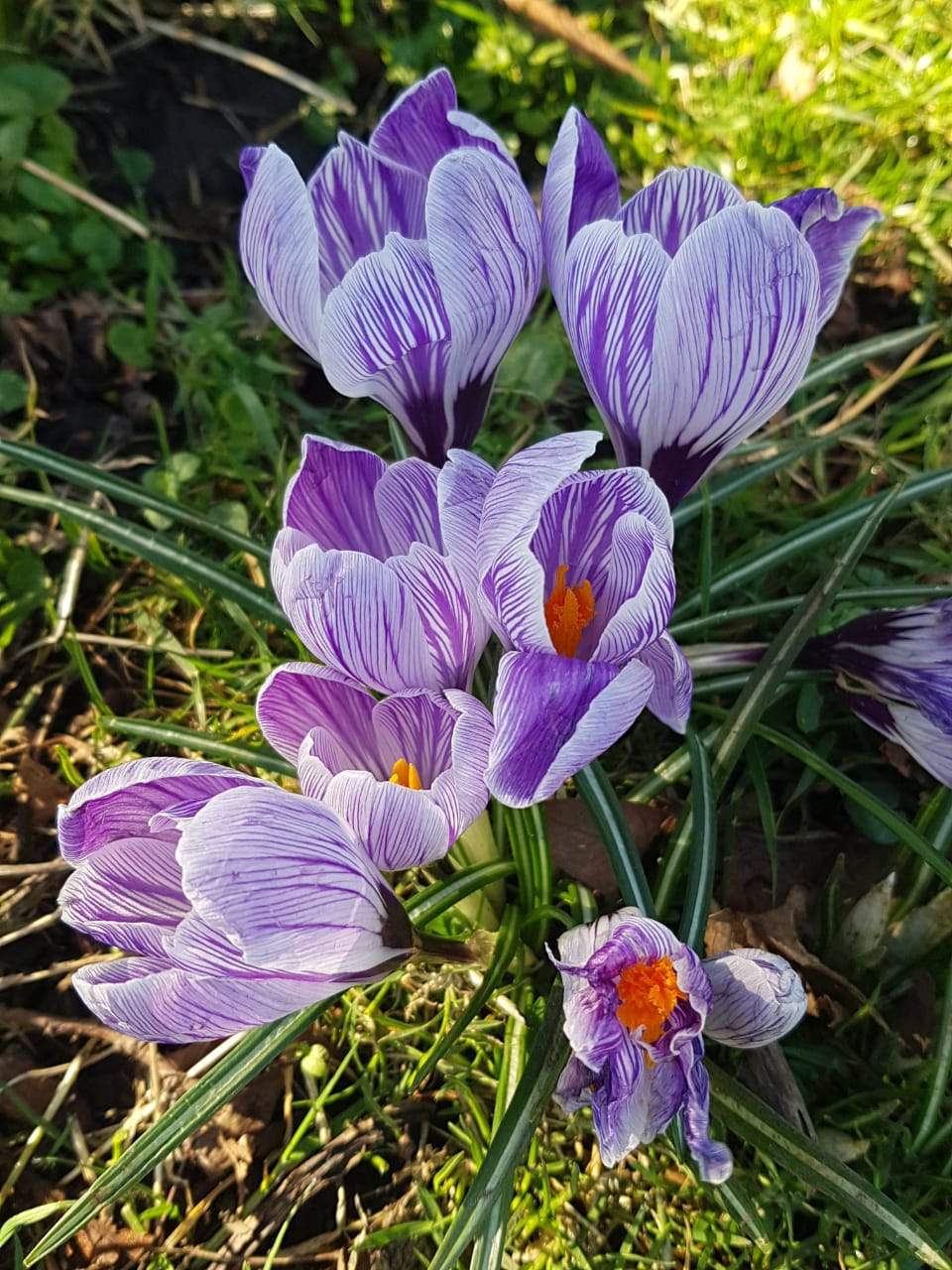 Solve Crocuses of Ireland jigsaw puzzle online with 130 pieces