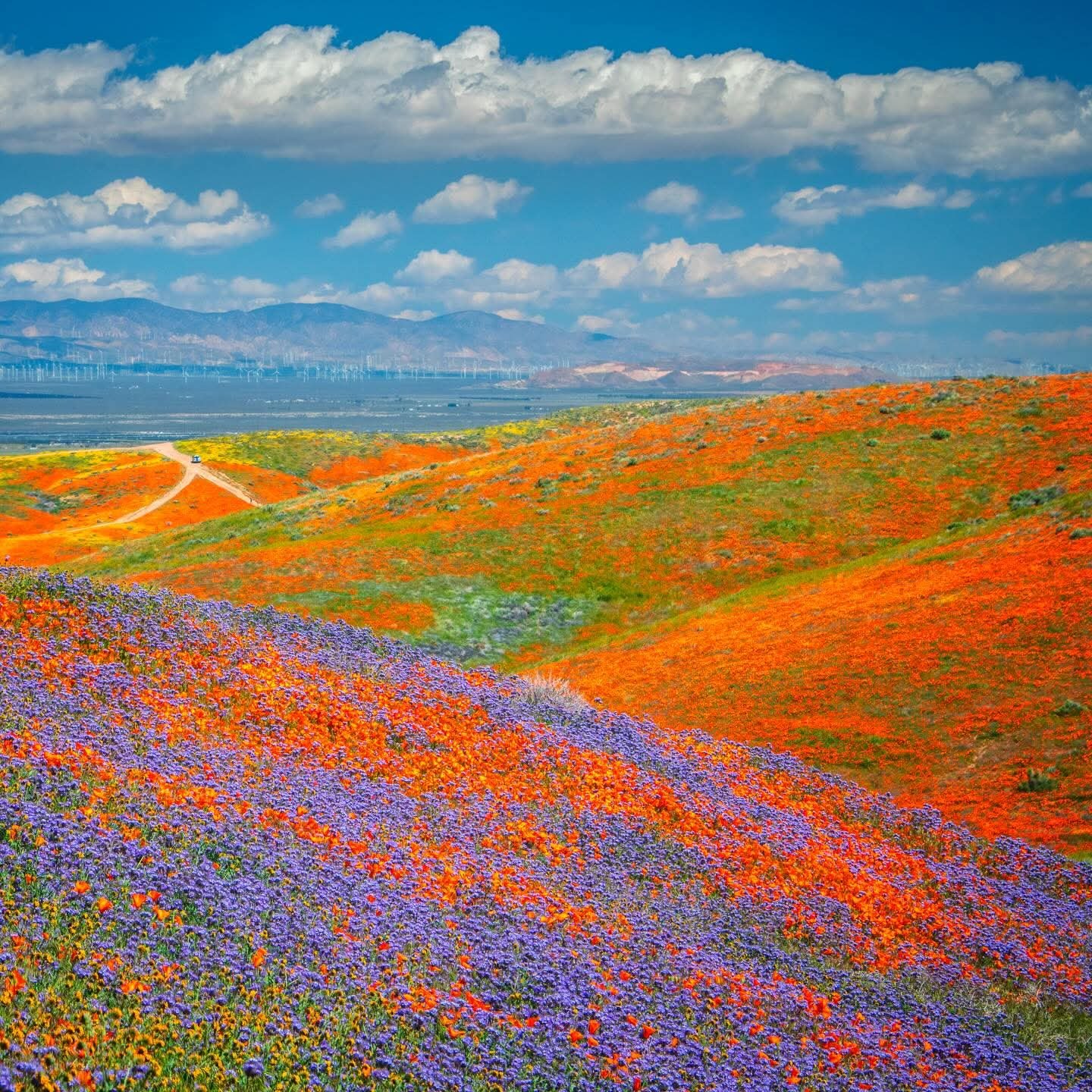 Solve California jigsaw puzzle online with 169 pieces