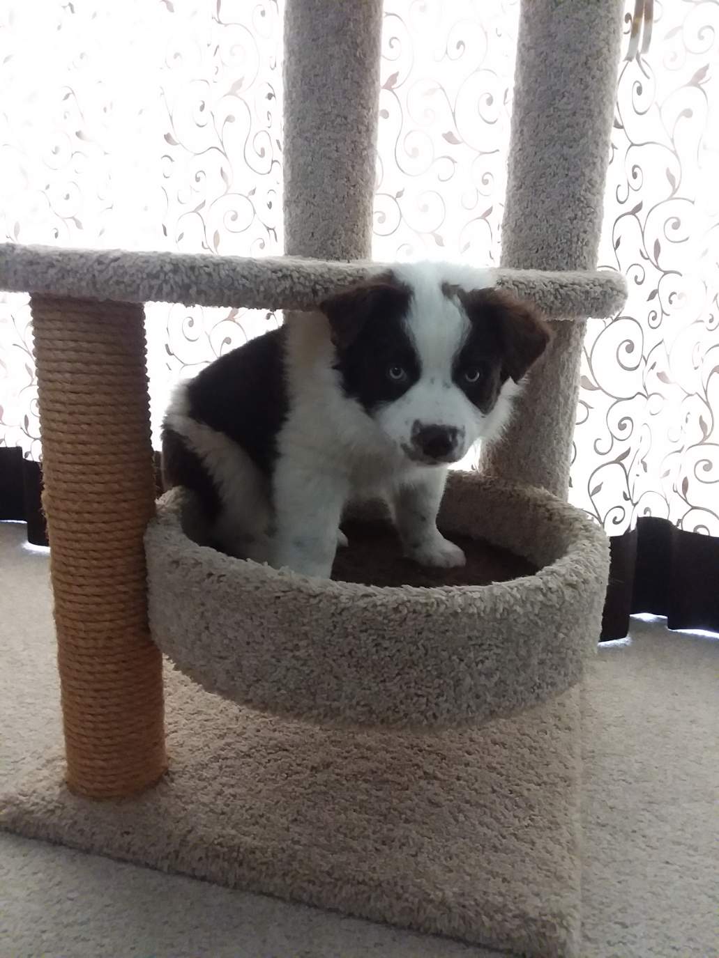 Solve Khaleesi in the Cat Tree jigsaw puzzle online with 88 pieces