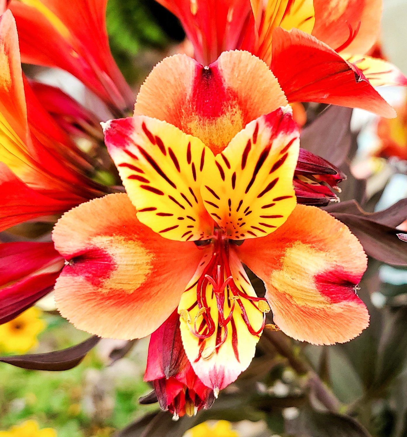 jigsaw-puzzle-72-pieces-alstroemeria-close-up-jigidi