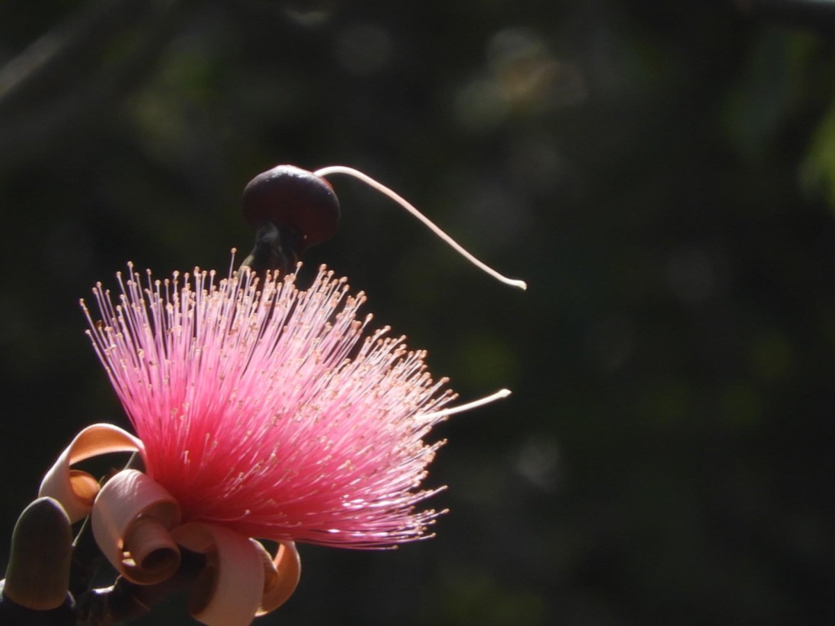 Solve A puff away jigsaw puzzle online with 48 pieces