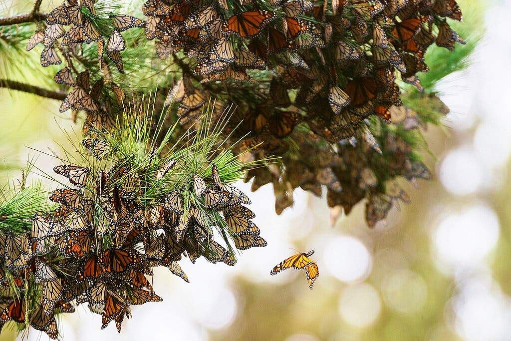 Solve Butterflies gather on a pine tree at Monarch Grove Sanctuary in