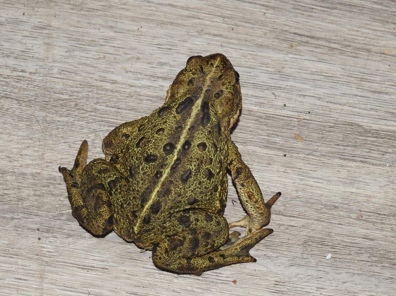 Toadsie Solve Green Toadie with Brown Spots jigsaw puzzle online with 30 pieces