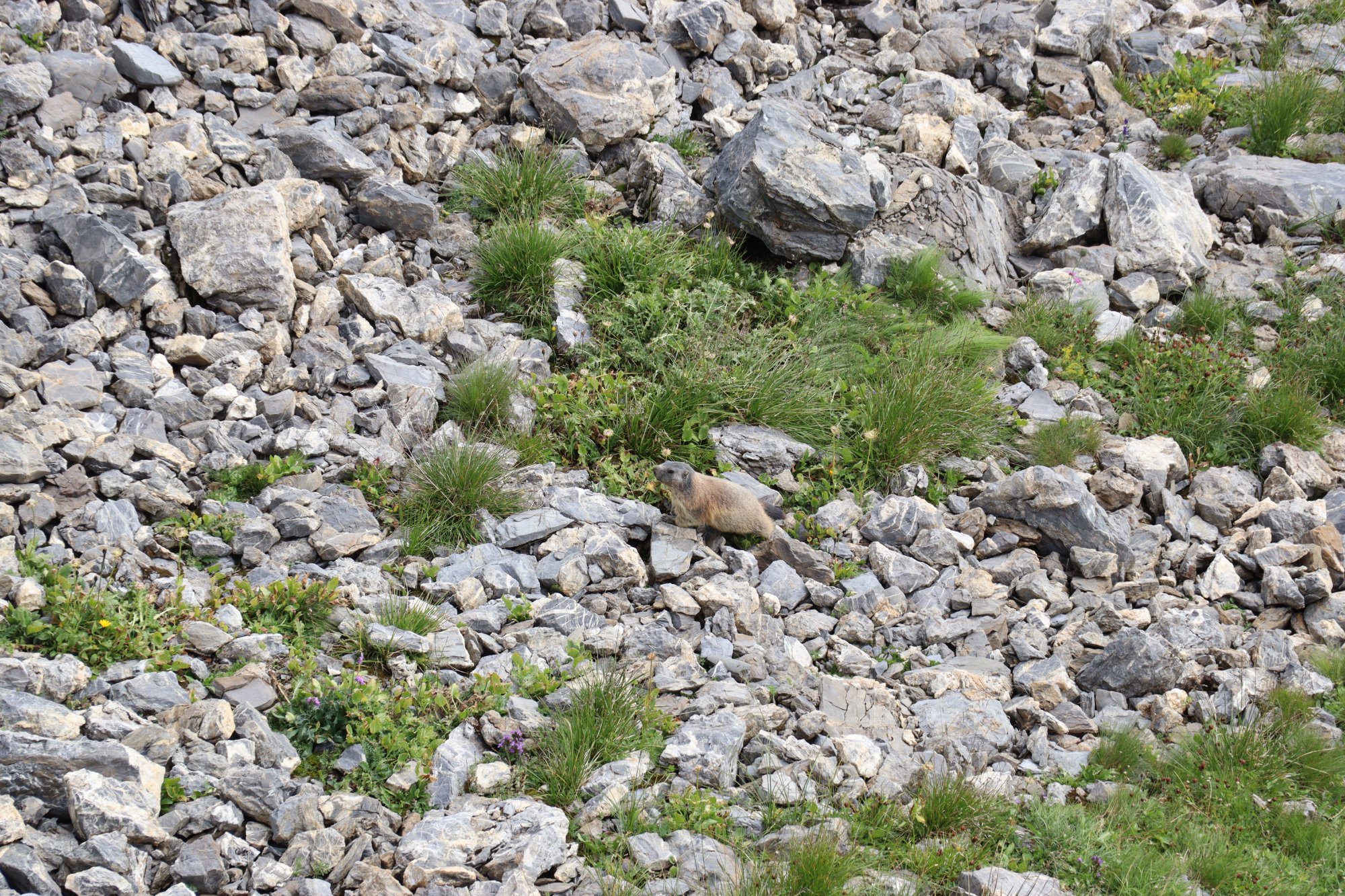 Solve Marmot, Austria jigsaw puzzle online with 77 pieces