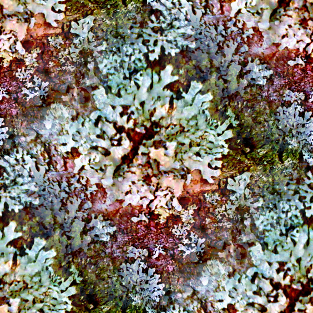 Solve Lichens jigsaw puzzle online with 100 pieces