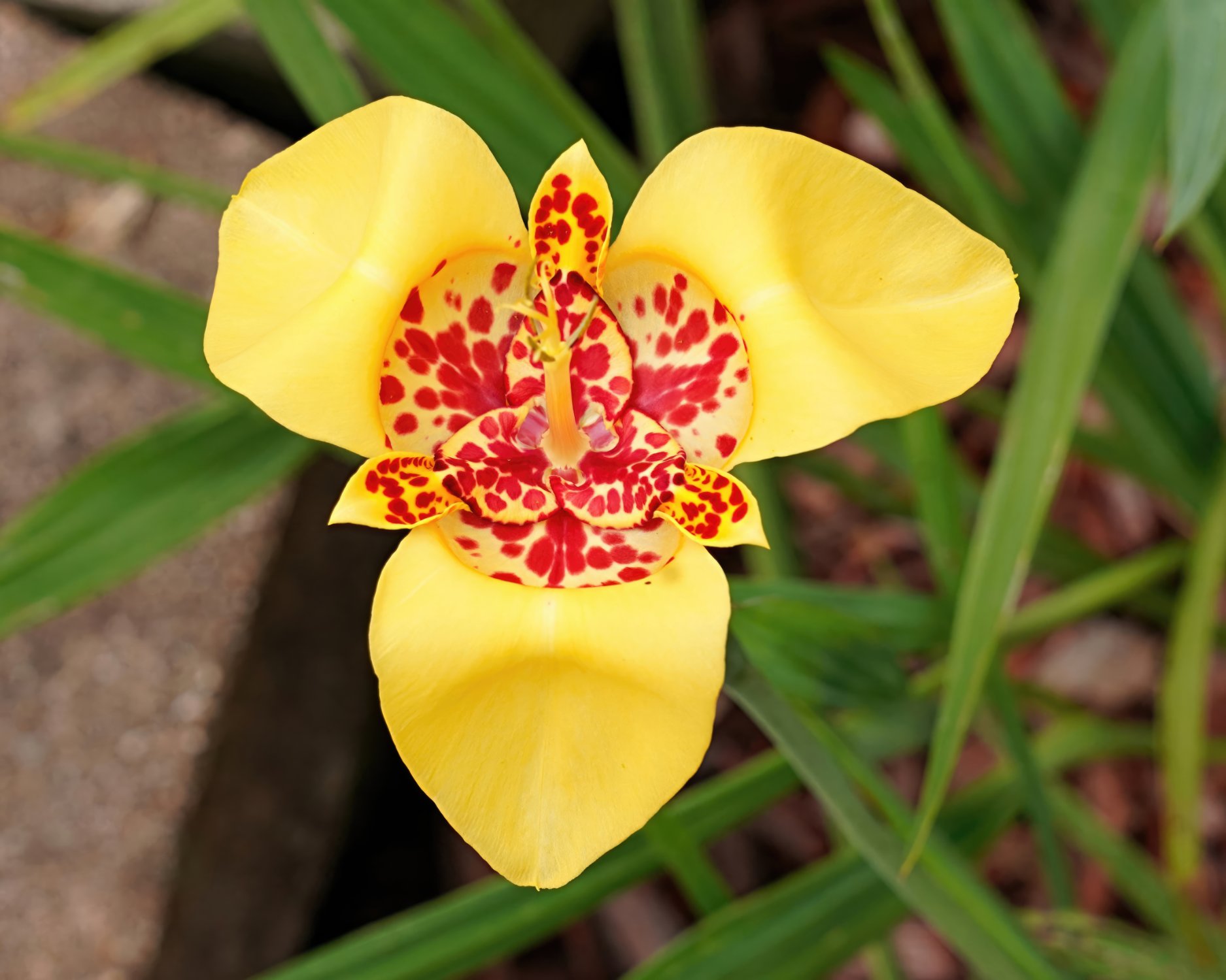 Solve One of my new bulbs this year. jigsaw puzzle online with 252 pieces