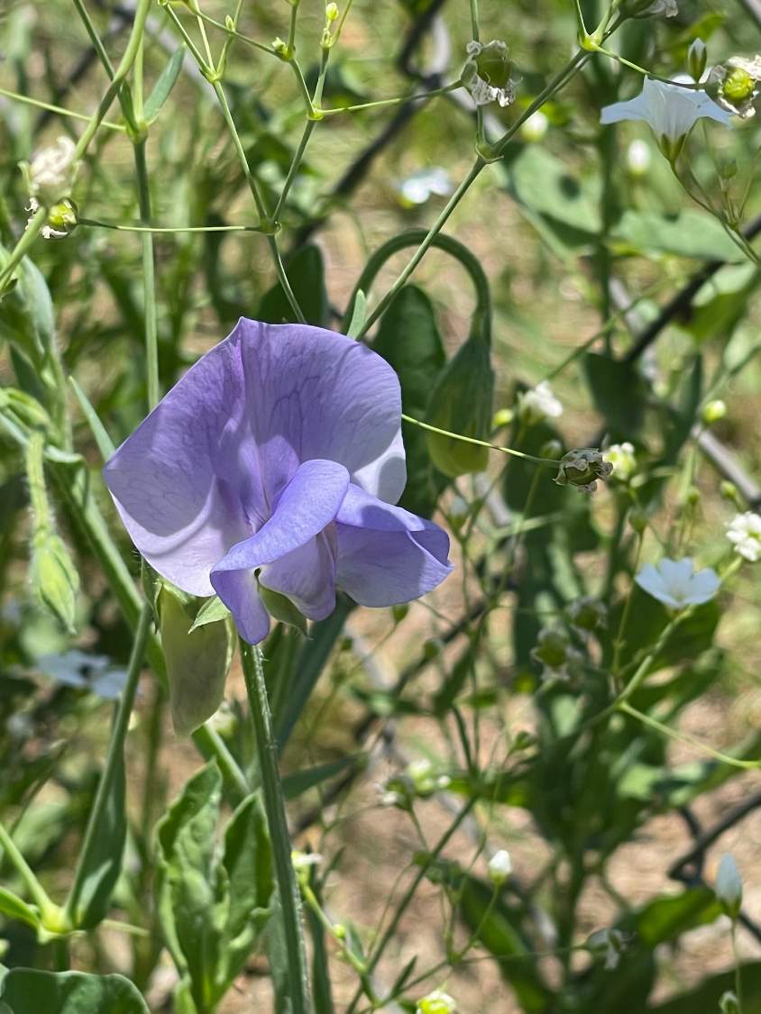 Solve SWEET PEA jigsaw puzzle online with 30 pieces