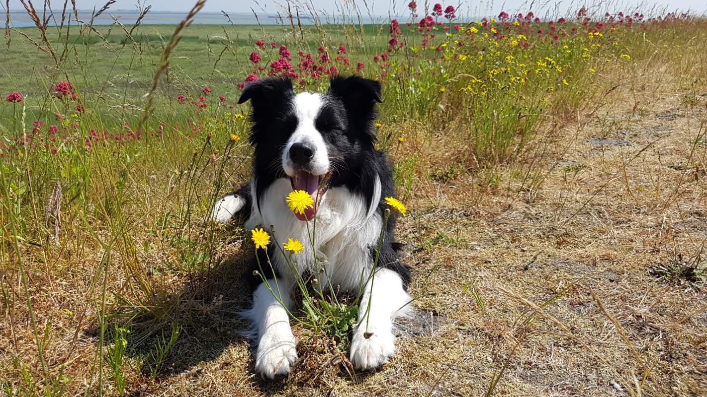 Solve Ollie ️ jigsaw puzzle online with 28 pieces