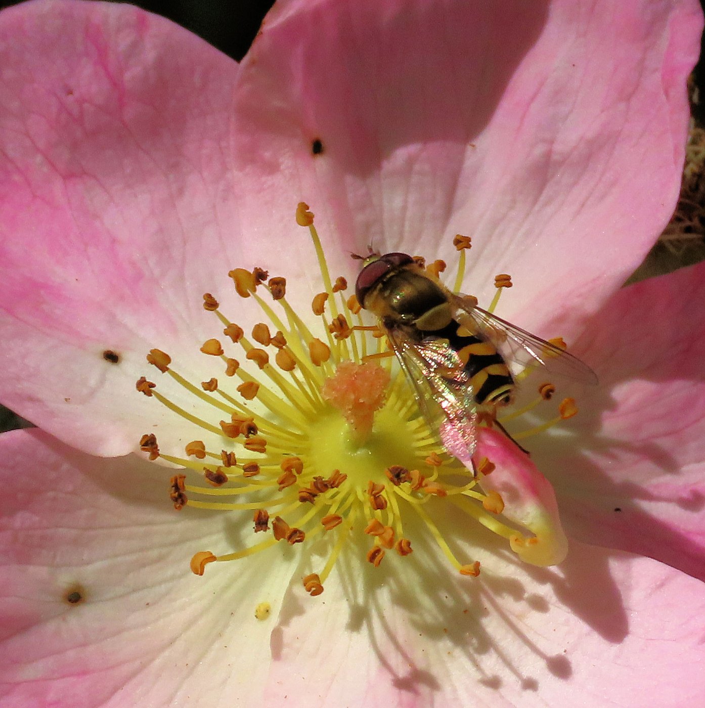 Solve common banded hoverfly (bessenbandzwever) jigsaw puzzle online