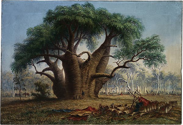 洋書 The baobabs The Baobabs: Pachycauls of Africa, Madagascar and Australia