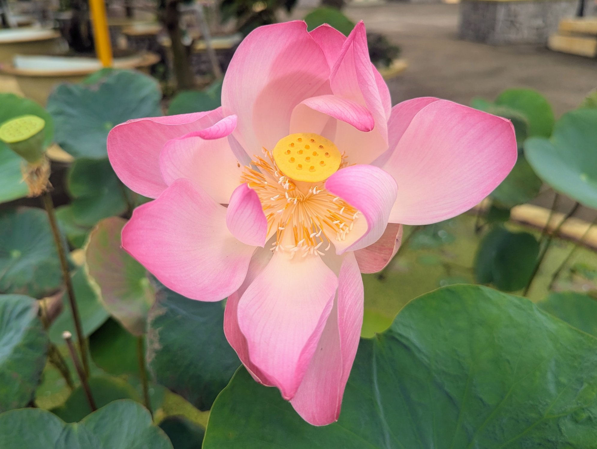 Solve Lotus jigsaw puzzle online with 336 pieces
