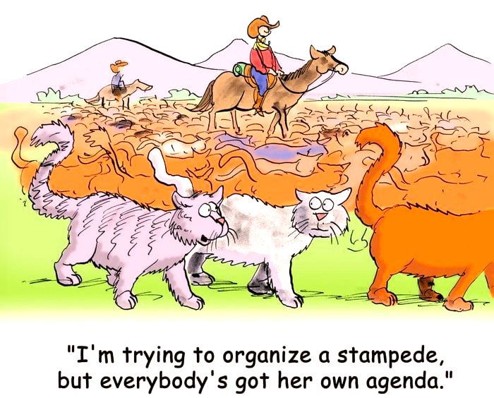 Solve CAT CONUNDRUMS 1 OF 4 jigsaw puzzle online with 12 pieces