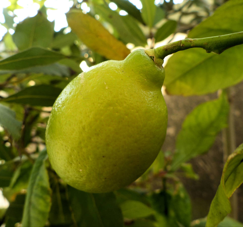 Solve mandarin??? jigsaw puzzle online with 64 pieces