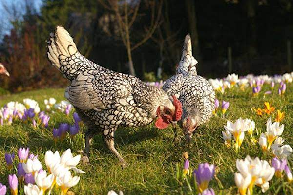 Solve Spring Chickens :)) jigsaw puzzle online with 70 pieces