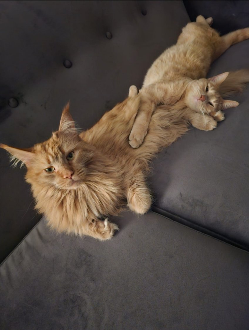 Solve Greetings to our Family Marmalades jigsaw puzzle online with 12