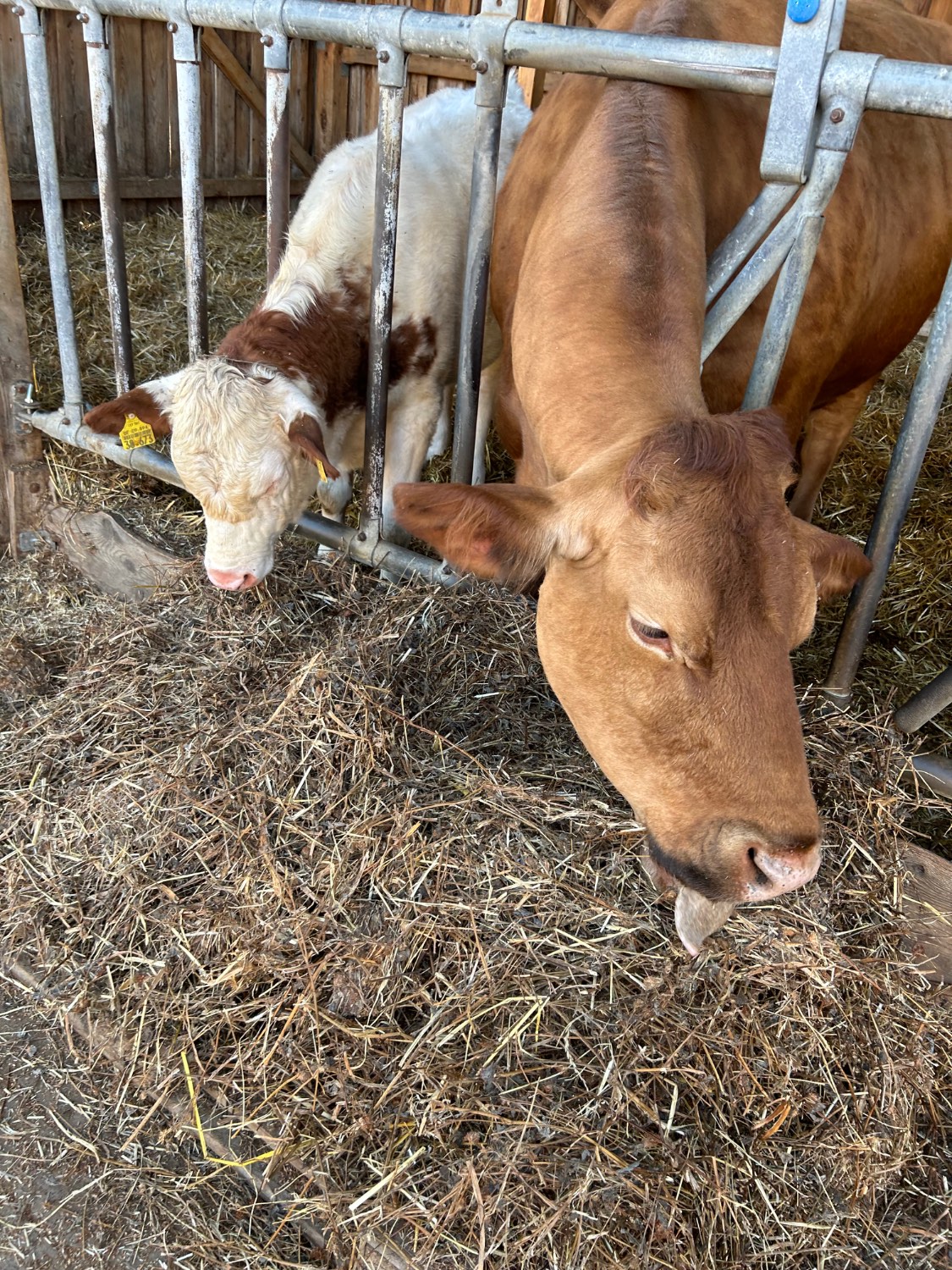 Landaux de poupée Pinolino Landau pour poupées Trixi bois naturel