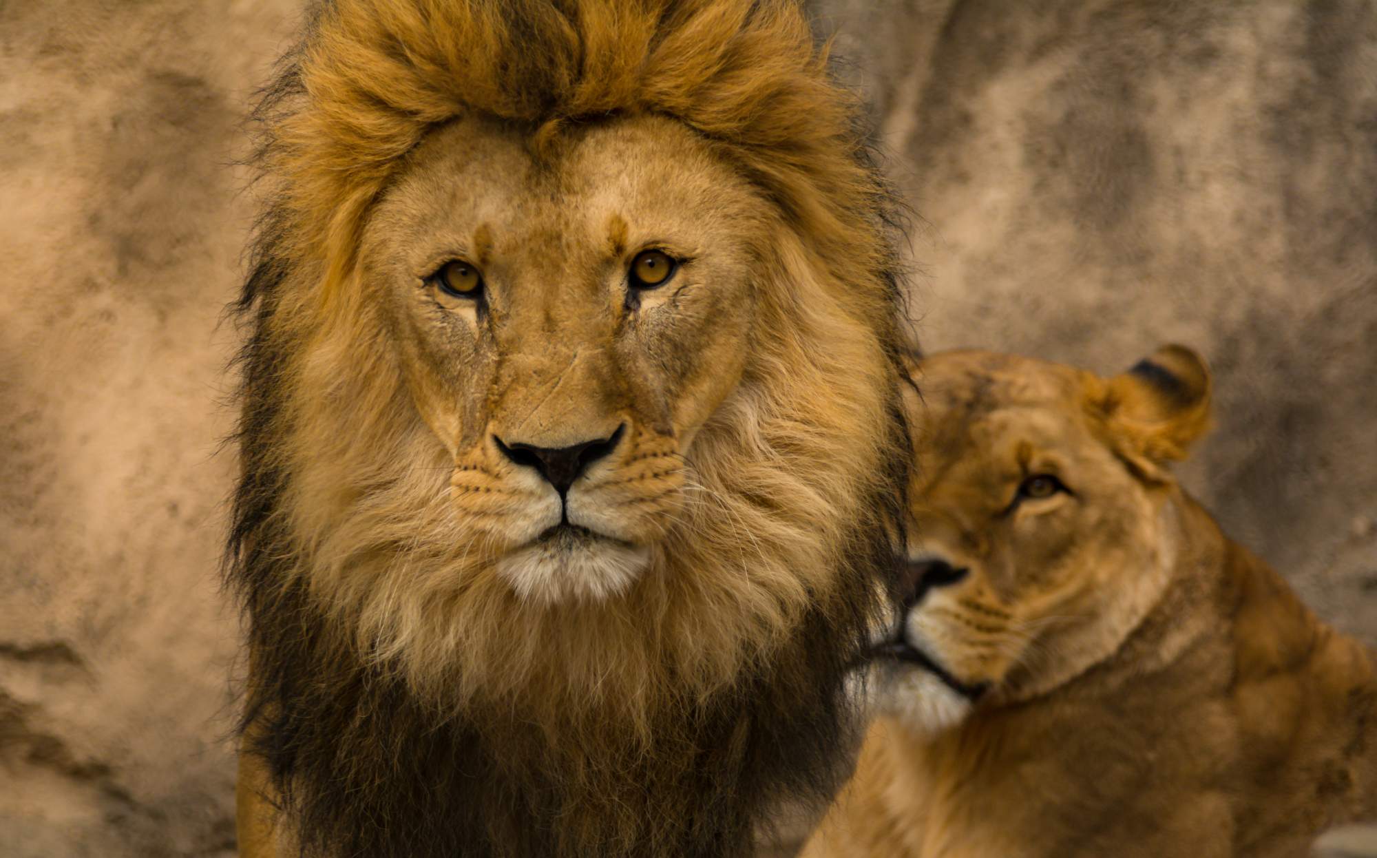 Solve Der König jigsaw puzzle online with 600 pieces