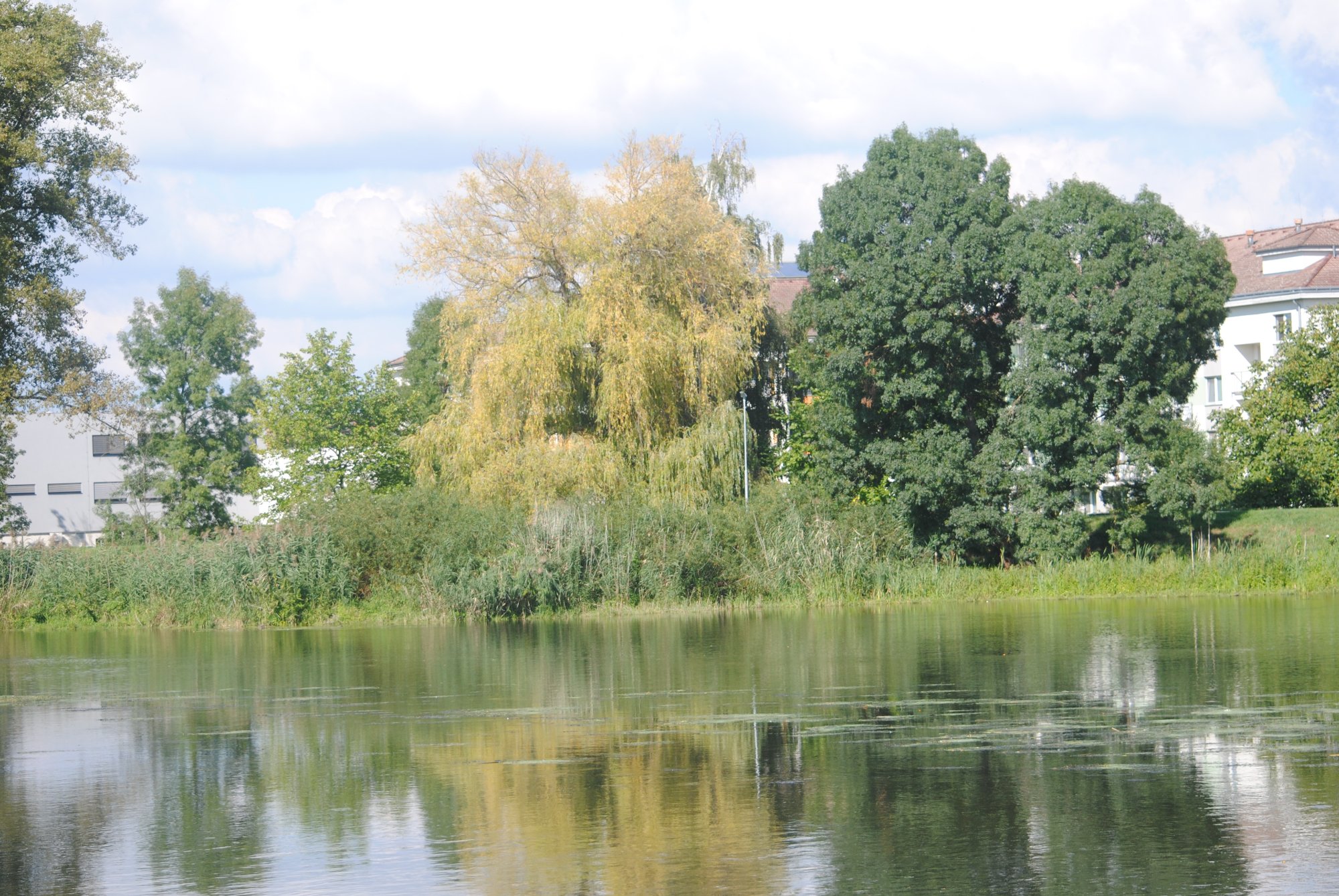 Solve Dyje ve Staré Břeclavi jigsaw puzzle online with 126 pieces