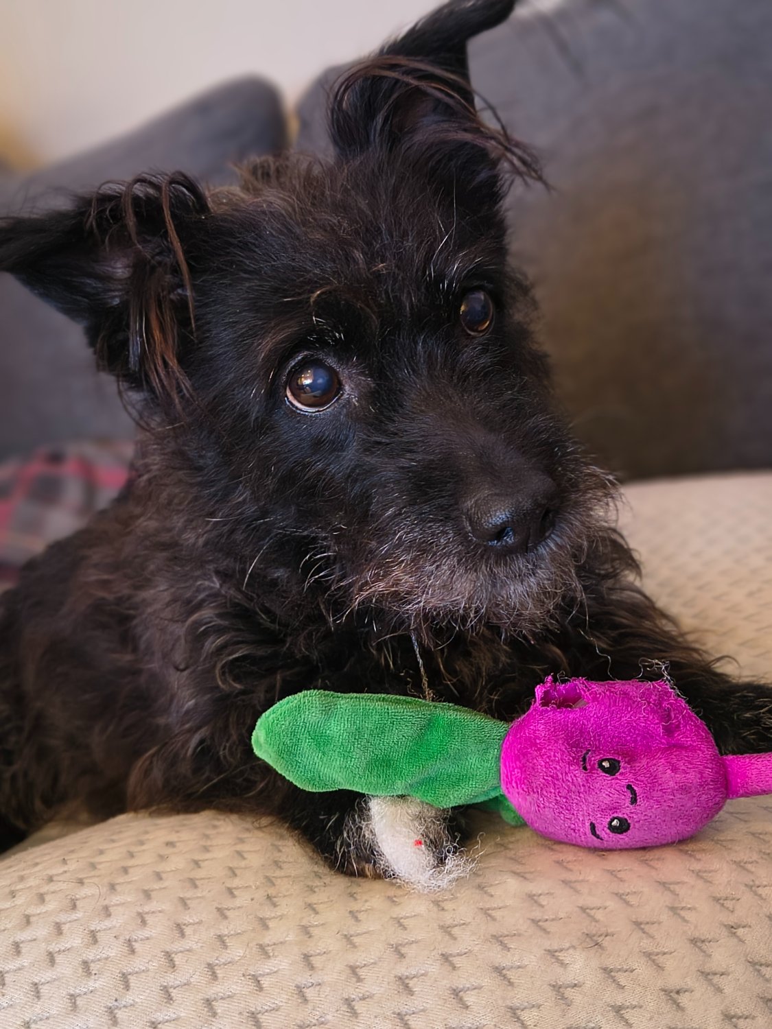 Solve Felicity Jigsaw Puzzle Online With 99 Pieces solve-felicity-jigsaw-puzzle-online-with-99-pieces