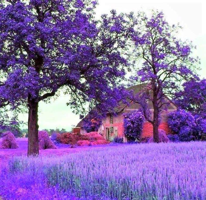 Solve Countryside Cottage Jigsaw Puzzle Online With 144 Pieces solve-countryside-cottage-jigsaw-puzzle-online-with-144-pieces