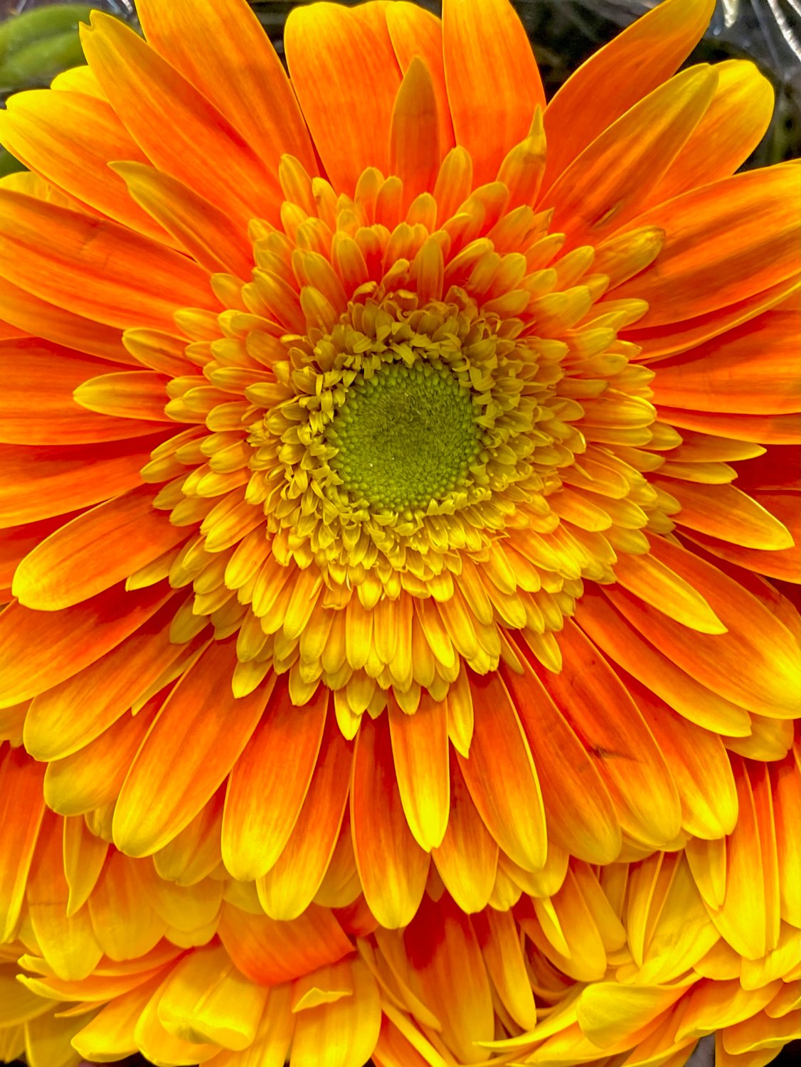 Solve GERBERA DAISY jigsaw puzzle online with 48 pieces