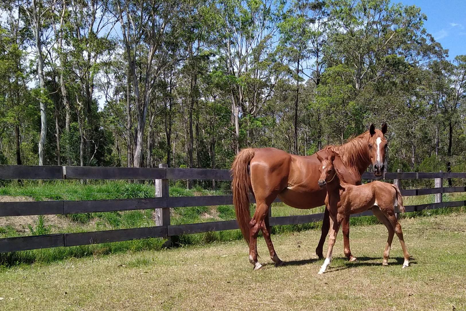 Solve The new kid on the block jigsaw puzzle online with 117 pieces